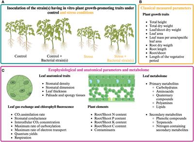 A plant’s perception of growth-promoting bacteria and their metabolites